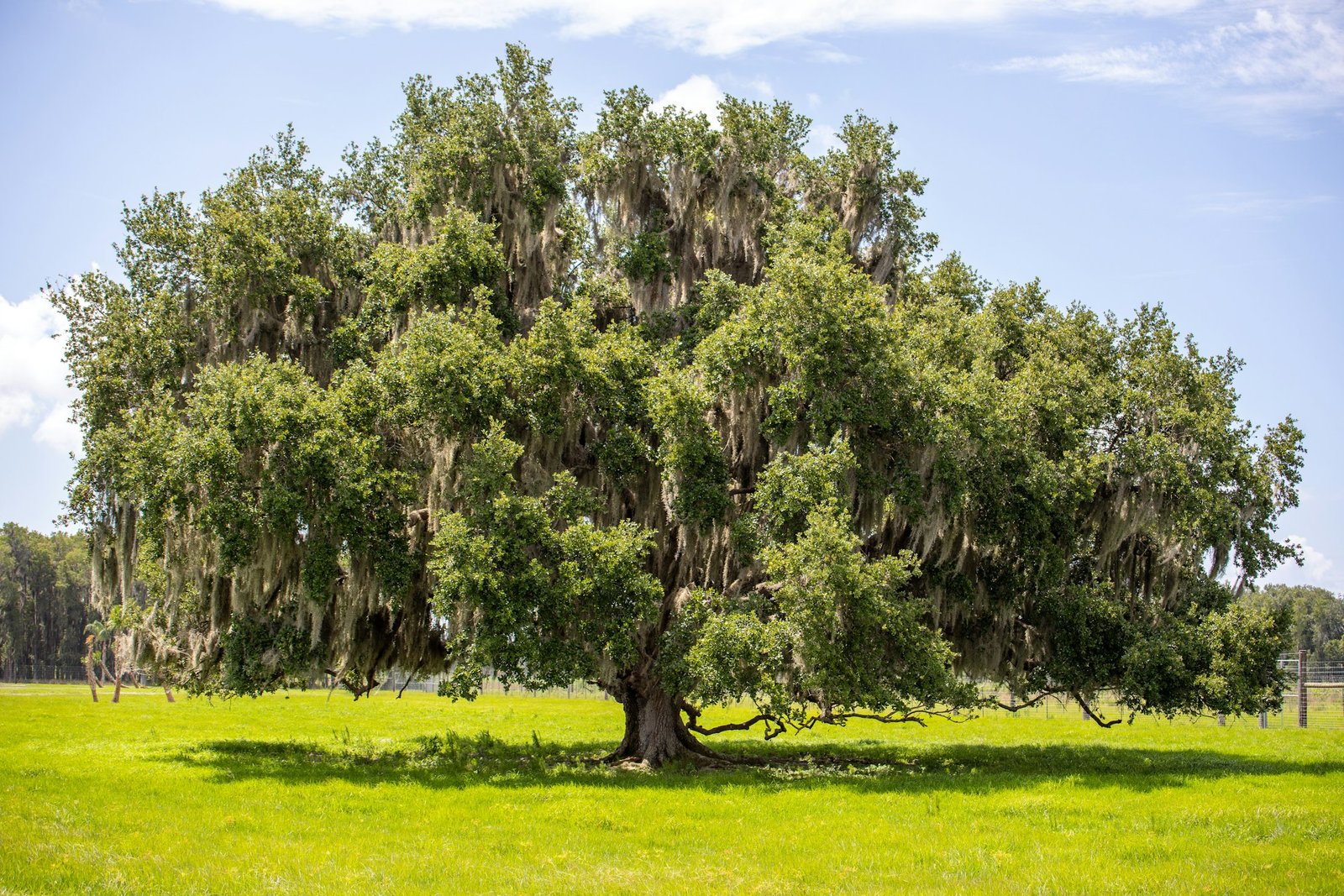 A single enormous live oak draped in Spanish moss standing alone in a bright green Florida pasture, with a sabal palm in the middle distance under open blue sky